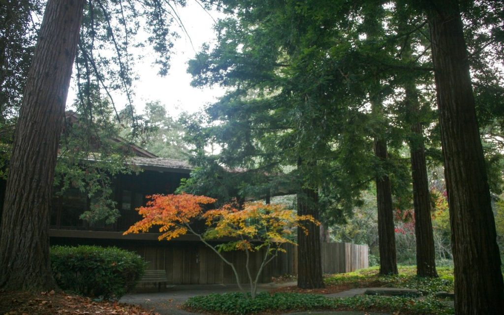 Home within the redwood canopy in Mill Valley
